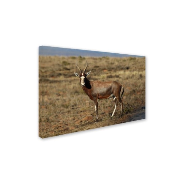 Bob Langrish 'Blesbok' Canvas Art,16x24